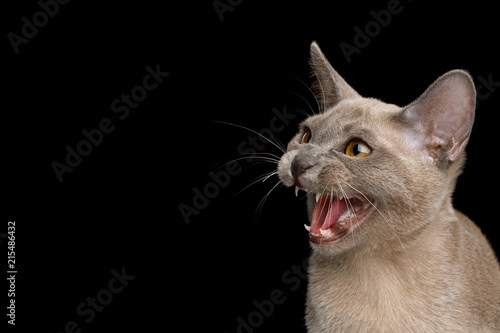 Fototapeta Naklejka Na Ścianę i Meble -  Closeup Portrait of Angry Cat hisses on isolated black background, profile view