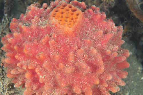 Spherical red sponge with clearly visible yellowish osculum. photo