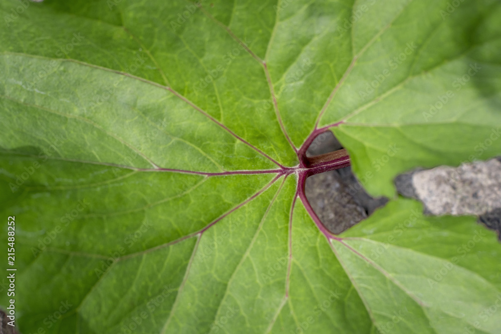 Obraz premium A large green leaf on top.