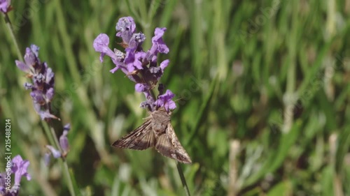 Slow motion video of a skipper butterfly sucking nectar on lavender and flying when changing position 