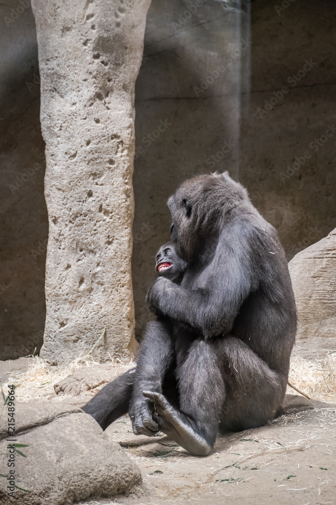female gorilla caring and pampering her breeding
