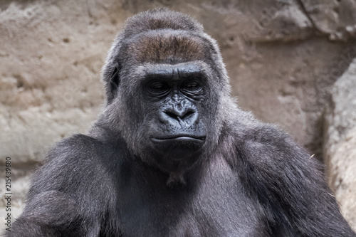 closeup of an adult male gorilla back silver 