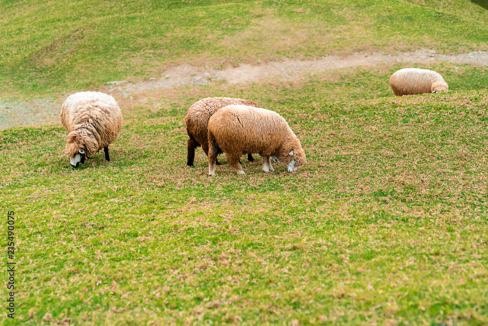 Obraz premium Sheep in Farm Eating Grass in Green Field