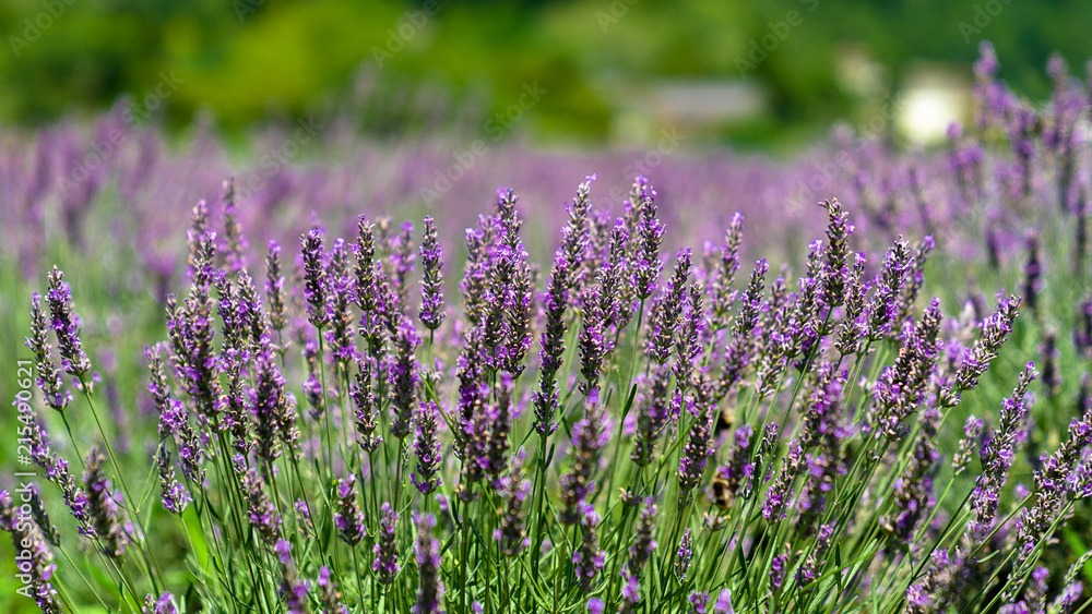 Fototapeta premium Purple Lavender Field Background