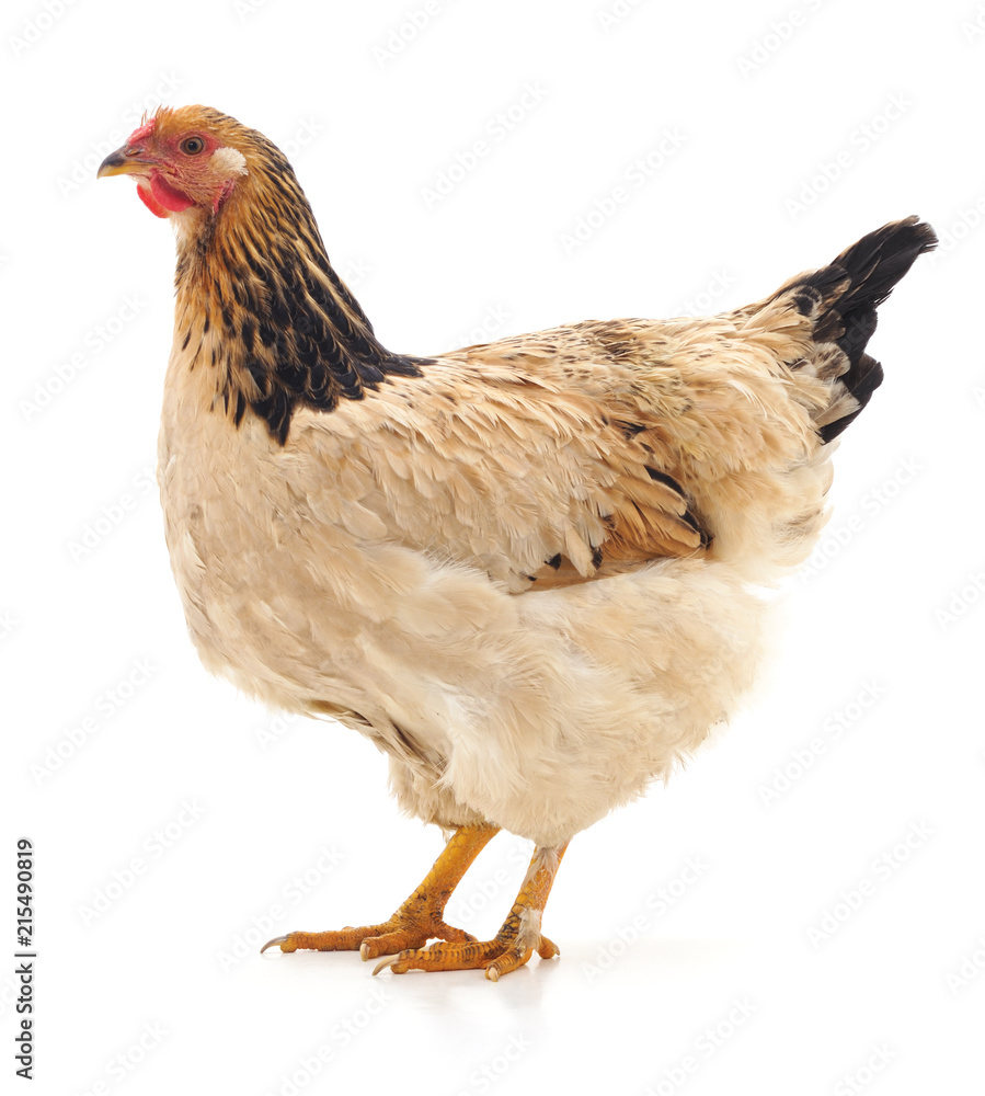 Fototapeta premium One brown chicken.