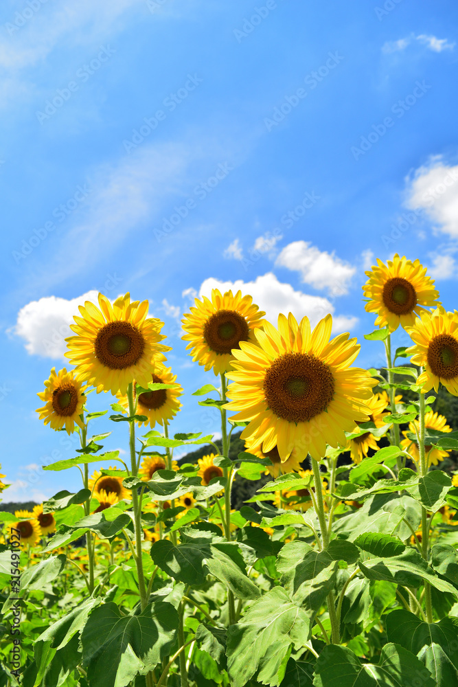 青空とひまわり