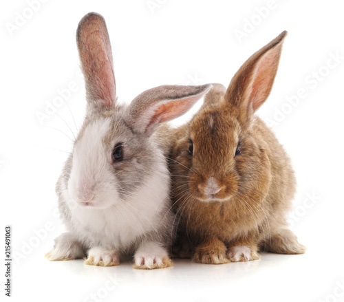 Two beautiful rabbits.
