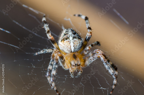 The spider sits on a cobweb in anticipation of a victim