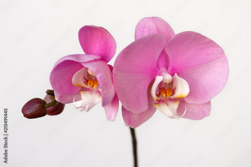 Pink-white orchid (orchidaceae) flower on the white background Pink-white orchid (orchidaceae) flower on the white background