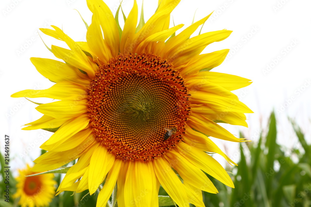 Fototapeta premium große Sonnenblume mit einer Biene