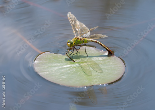 Female emperor dragonfly, Anax imperator, laying eggs, Germany