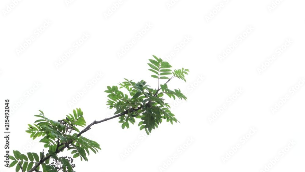 Branch With green leafs and sky Branch With green leafs and sky