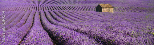 provence lavendel