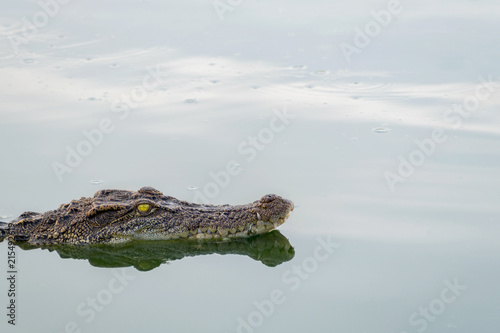 wildlife crocodile floating on the water and waiting to hunt an animal in the river. animal wildlife and nature concept.