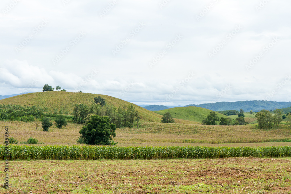 landscape view of field