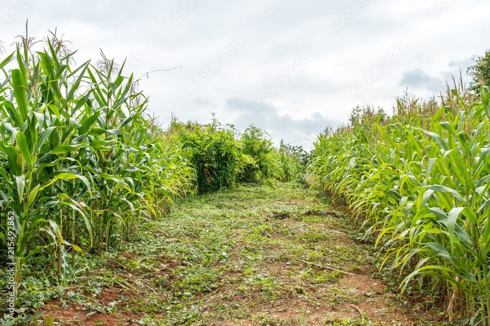 corn field and pathway corn field and pathway
