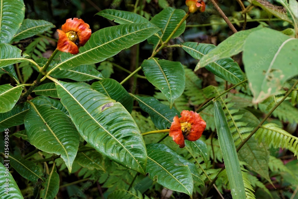 Psychotria poeppigiana blossom spotted in Las Quebradas Psychotria poeppigiana blossom spotted in Las Quebradas