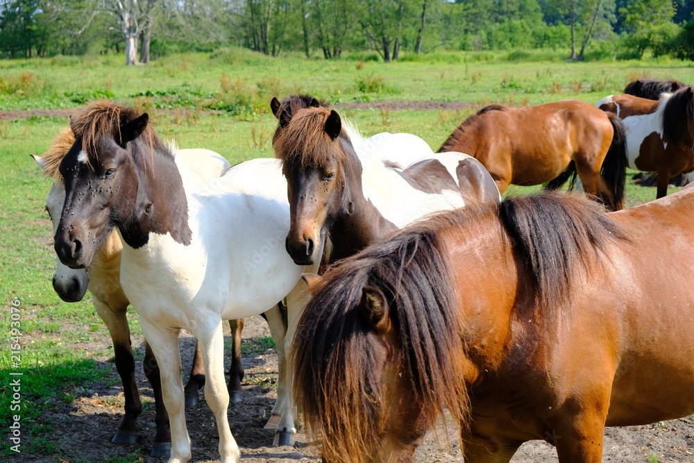 Fototapeta premium horse herd 3