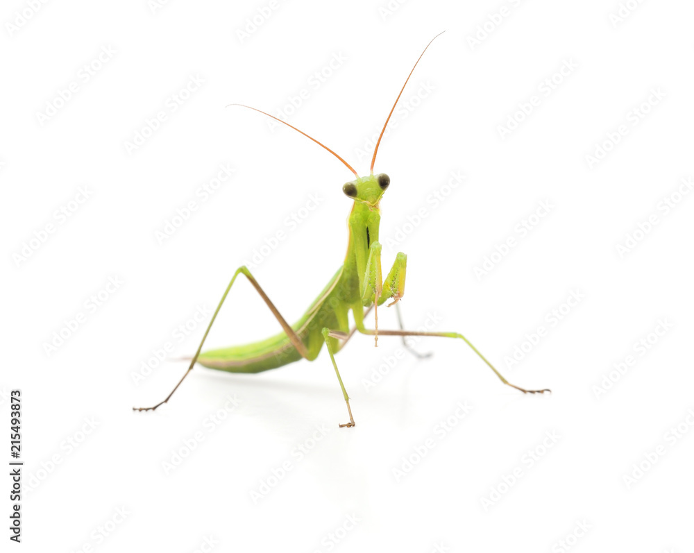 Large green mantis. Large green mantis.