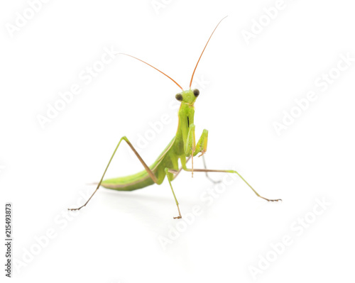 Large green mantis. © voren1