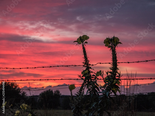 dawn