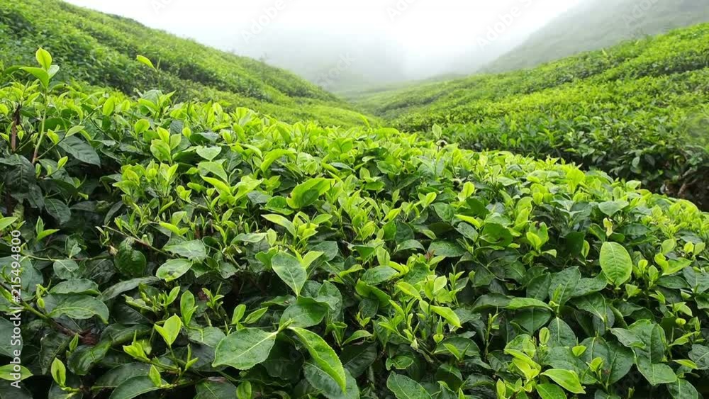 Tea plantation with mist over a hill side, Cameron Highlands, Malaysia. Tea plantation with mist over a hill side, Cameron Highlands, Malaysia.