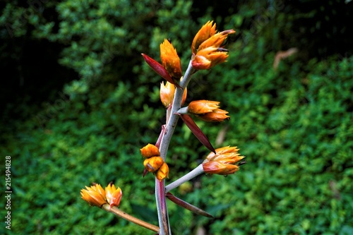 Fototapeta Naklejka Na Ścianę i Meble -  Beautiful Heliconia blossom spotted in the Secret Gardens