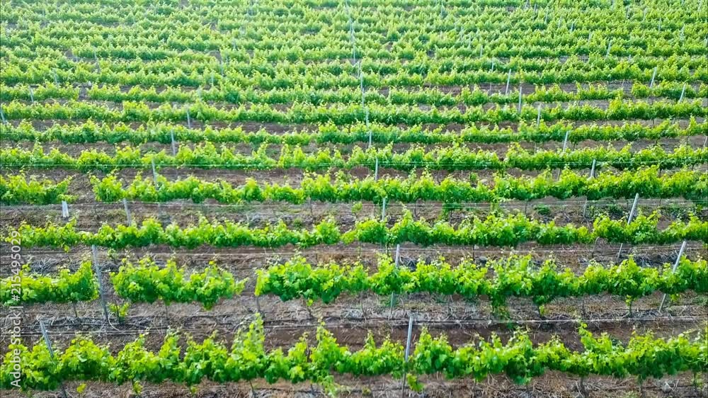 Aerial view of beautiful texture vineyard from high point of view. wine production in the country yard. green plants and arid ground with road in the middle Aerial view of beautiful texture vineyard from high point of view. wine production in the country yard. green plants and arid ground with road in the middle