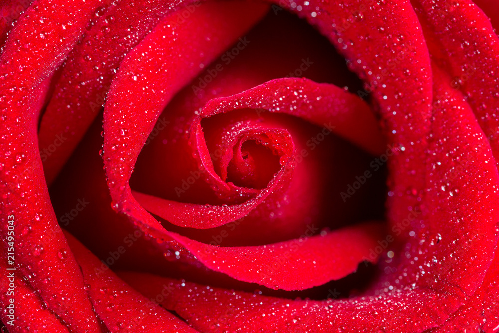 macro closeup view of red rose with water drops