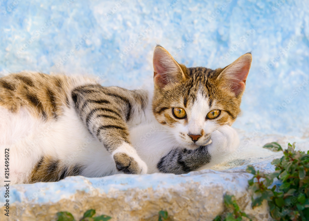Lazy kitten, Rhodes, Greece