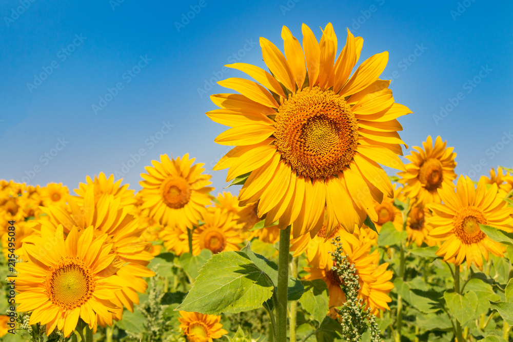 Fototapeta premium Sonnenblume