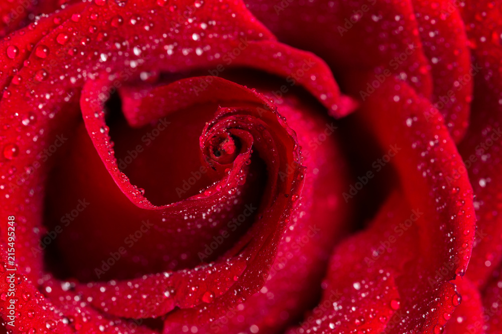 macro closeup view of red rose with water drops