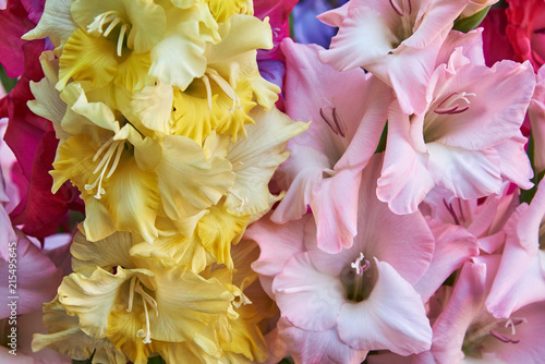Fototapeta Naklejka Na Ścianę i Meble -  Yellow, pink and red gladioluses