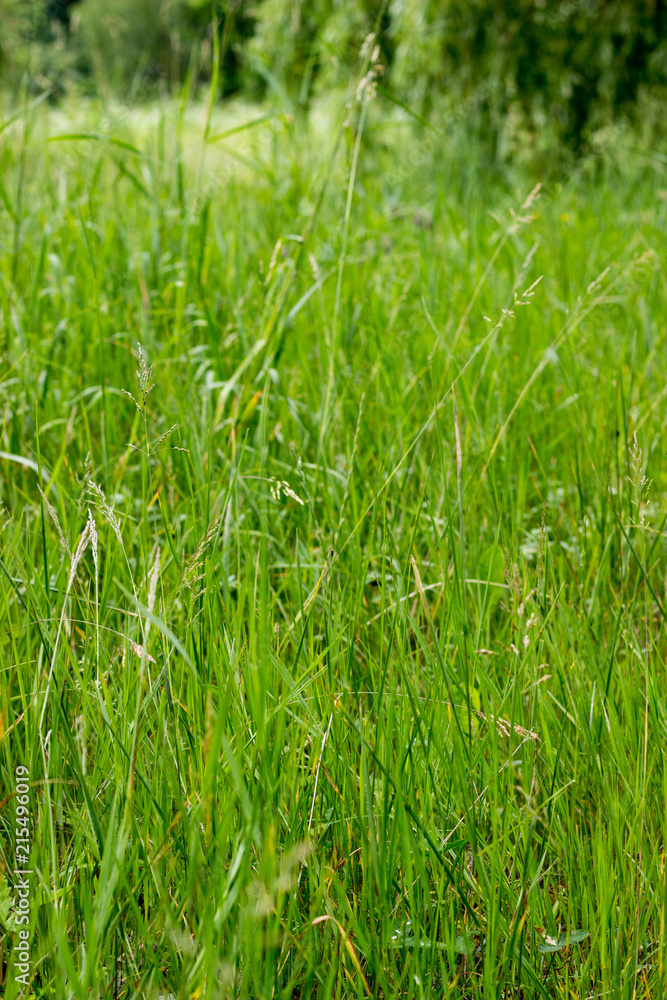 Green grass texture Green grass texture
