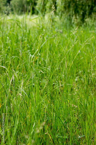 Green grass texture 