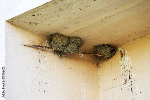 nests of swallows in the deepening of a multi-storey building in the city photo