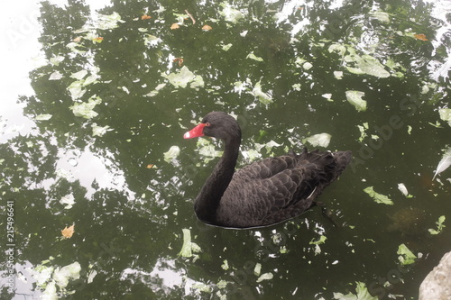 lonely black swan