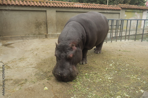 hippo in the zoo