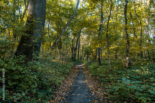 Autumn forest path landscape