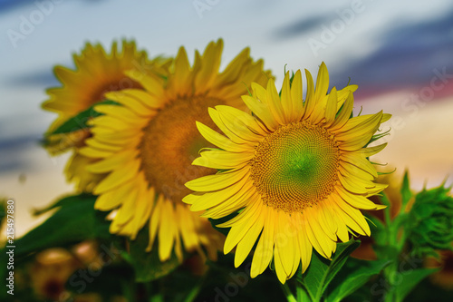 sunflower at sunset   bright sunflower on Vaughan of a beautiful sunset