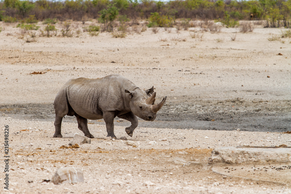 Obraz premium Black rhino bull at a waterhole in the western part of Etosha National Park in Namibia