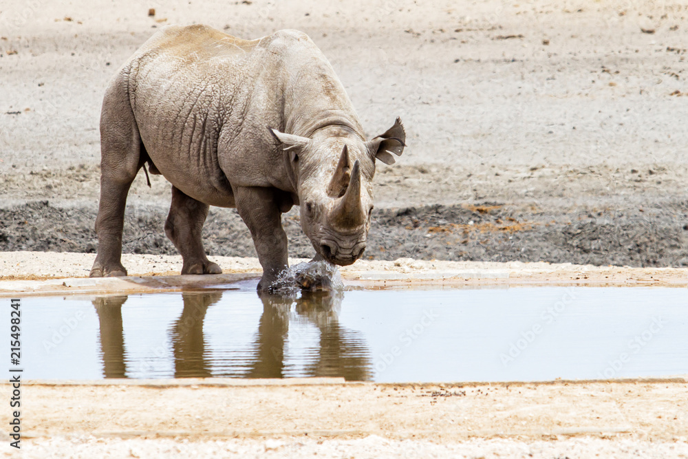 Fototapeta premium Black rhino bull at a waterhole in the western part of Etosha National Park in Namibia