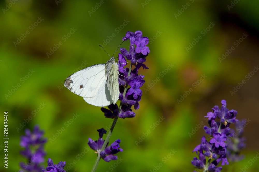 Large white butterfly on violet levander flower Large white butterfly on violet levander flower