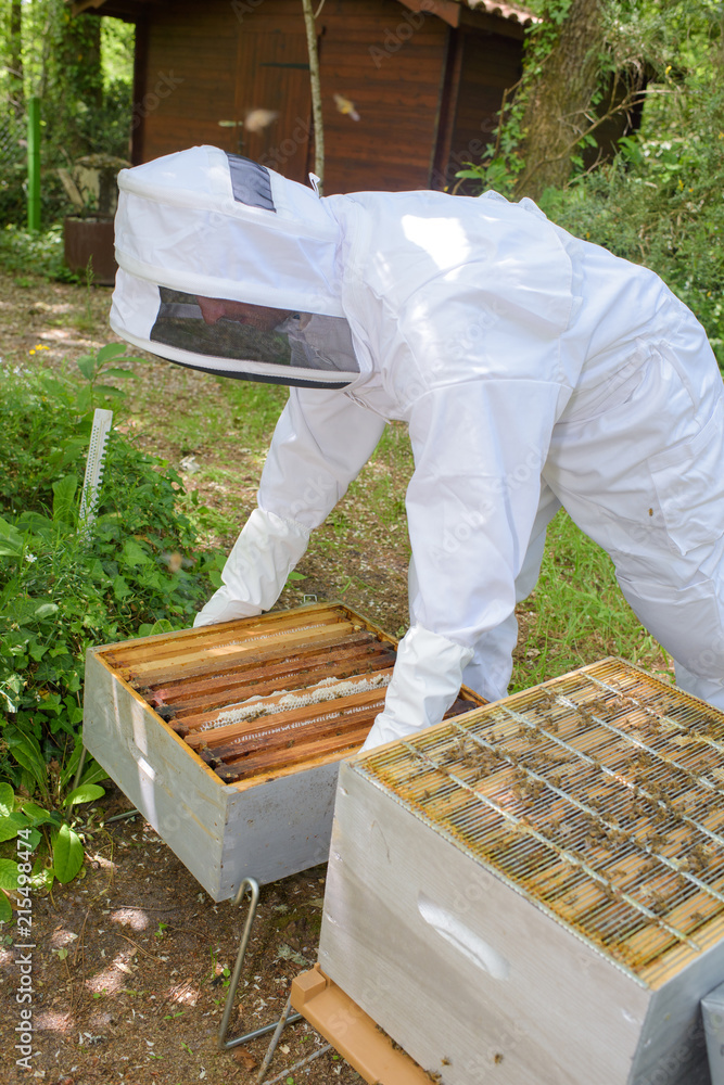 Beekeeper working on hive Beekeeper working on hive
