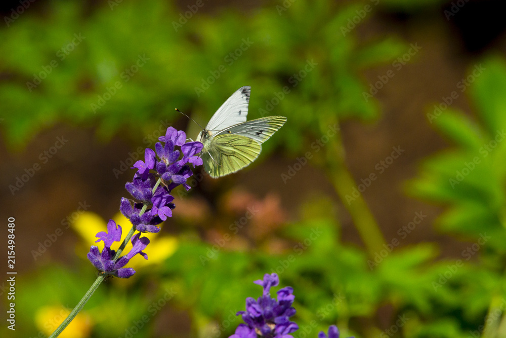 Large yellow butterfly on violet levander flower Large yellow butterfly on violet levander flower