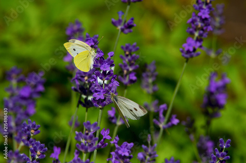 Large yellow butterfly on violet levander flower