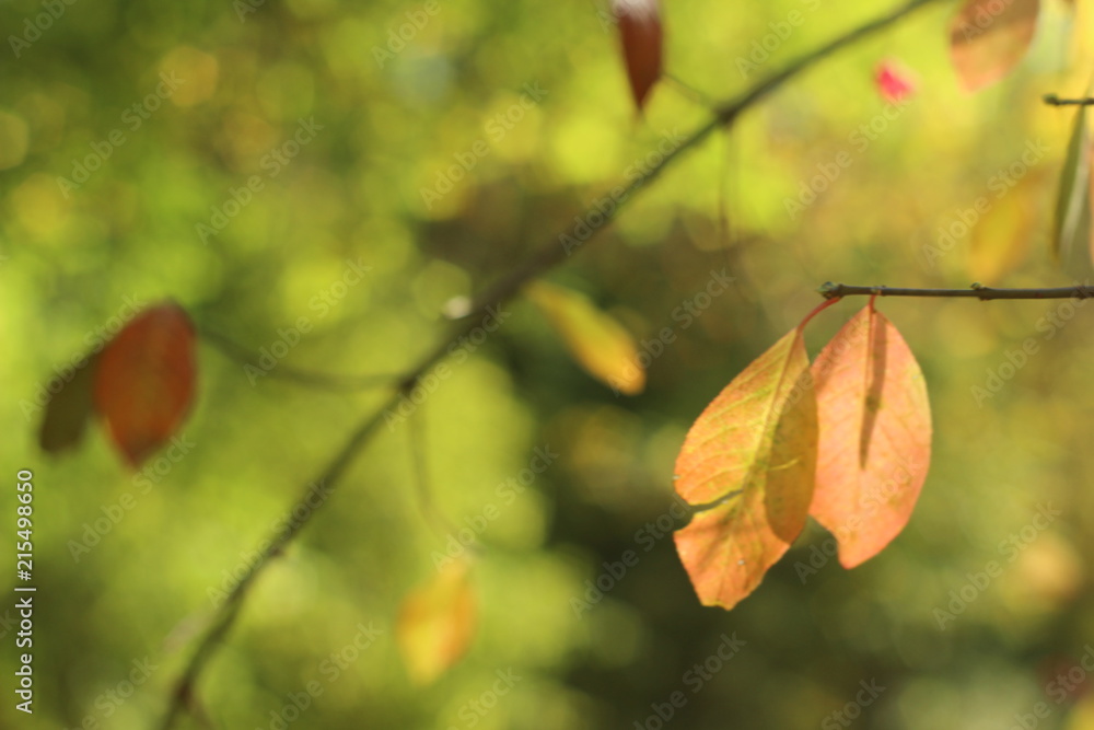 colorful autumn leaves, germany colorful autumn leaves, germany