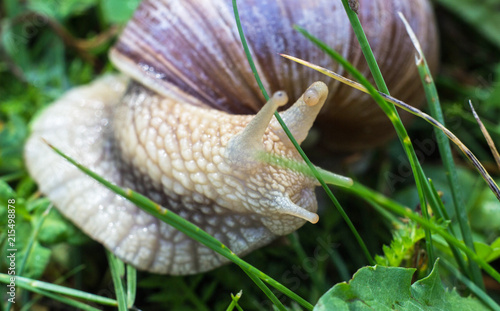 Big snail in the grass, macro photography, cochlea
