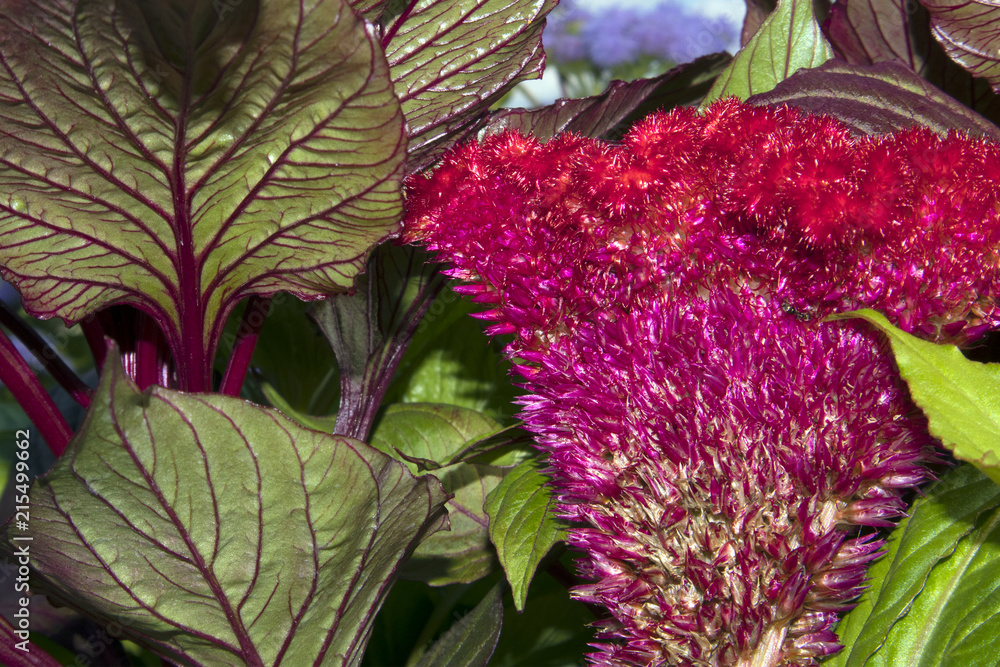 Beautiful flower of purple garden Celosia cristata against green leaves with burgundy streaks Beautiful flower of purple garden Celosia cristata against green leaves with burgundy streaks