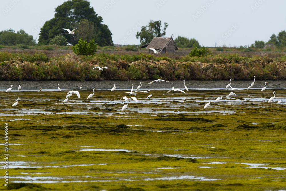 Egrets